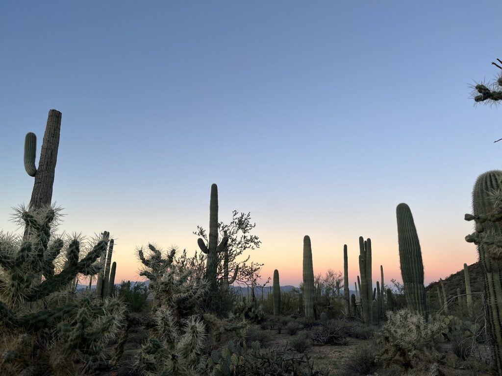 Saguaro cactus glowing in the golden hours at Saguaro National Park, Arizona